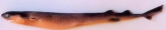 Isistius plutodus_07.jpg